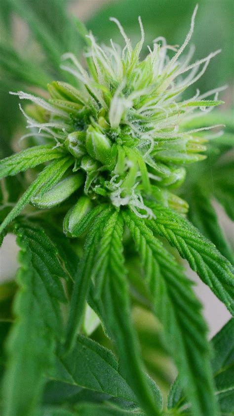 hermaphrodite cannabis pictures